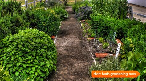 Fresh herbs fro your diy indoor herb garden help to create amazingly delicious food, without needing anything expensive or special. Growing a Kitchen Herb Garden | Epicurious.com ...
