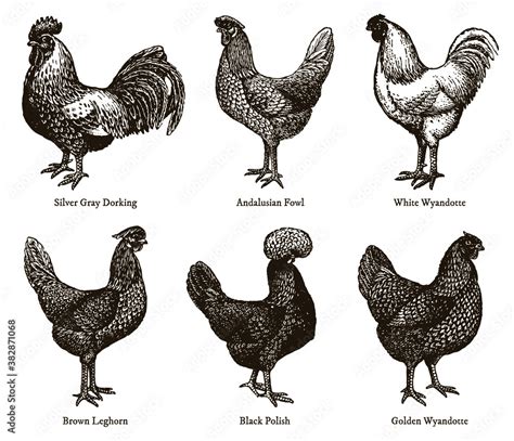 Group Of Cocks And Hens From Of Different Chicken Breeds After An