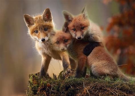 Fox Cubs Cute Red Fox Young Wildlife Nature Animal Mammal