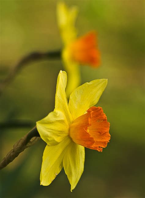 Daffodils Highdown Gardens Spring Has Sprung Taken In H Flickr