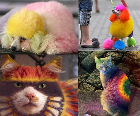 Did you scroll all this way to get facts about cat tie dye? Stupid Pet Idea | Pet Fur Dye