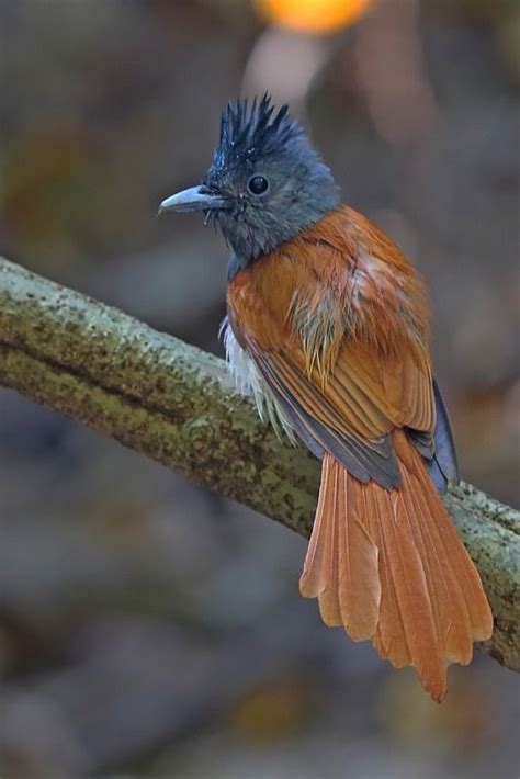 asian paradise flycatcher terpsiphone paradisi 寿带鸟 by wavethree flycatchers colorful birds