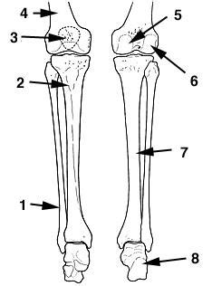 Bone structure of leg, above and below. The Skeletal System Flashcards | Easy Notecards