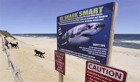 Shark Attack Kills Surfer At Beach Protected By Net Madmikesamerica