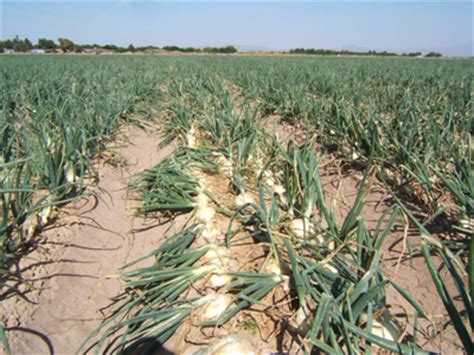 I could have added them to a. NMSU: Onion Diseases in New Mexico