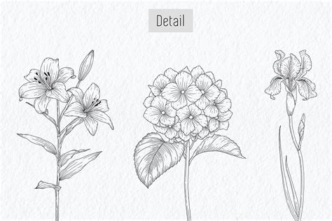 Custom Botanical Illustrations And Original Plant Drawings — Anna Farba