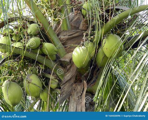 Numerous Green Coconuts Grown In My Garden Stock Photo Image Of