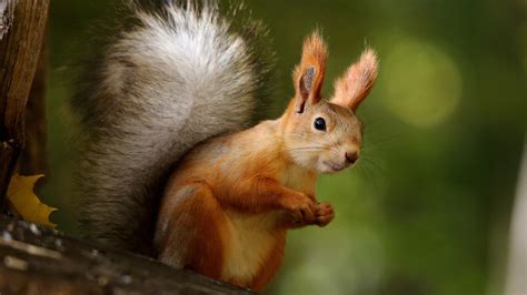 Eurasian Red Squirrel With Shallow Background Hd Squirrel Wallpapers