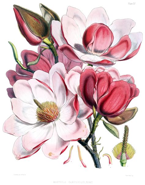 Drawings Of Flowers