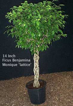 It is also a little fussier than its cousin, and it may drop its leaves in the fall due to the lower light. Growing Ficus Benjamina Tree aka Weeping Fig ...