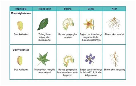 Ciri Ciri And Klasifikasi Tumbuhan Monokotil Dan Dikotil
