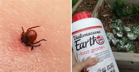 7 Natural Ways To Keep Ticks Out Of Your Yard This Summer Garden Pest