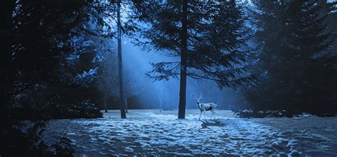 Magic Winter Scene In The Woods With A Deer Stock Photo