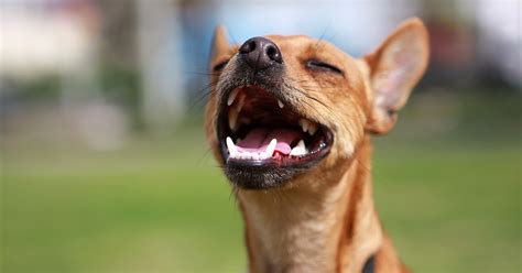 There's one thing that unites everyone who works at petsmart: Diamond Pet Foods | Dog & Cat Food of Exceptional Quality