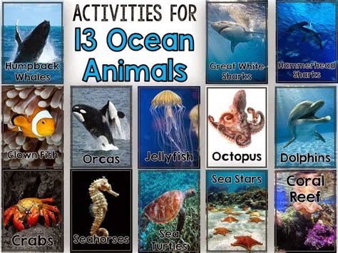 All About Ocean Animals Fun In First