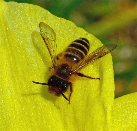 Wight Bumblees The Yellow Legged Mining Bee