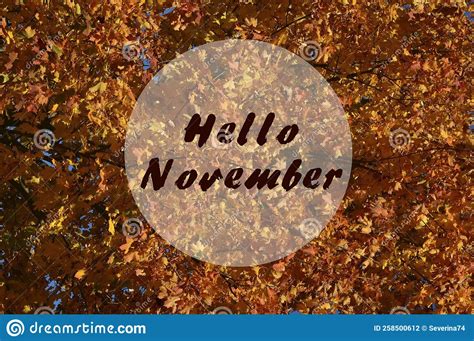 Hello November Greeting Golden Autumn Leaves On A Tree Branch On A