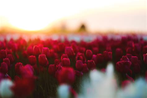Tulips Flowers Field Hd Flowers 4k Wallpapers Images Backgrounds Photos And Pictures