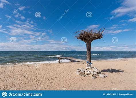 A Beautiful Sandy Beach With A Coniferous Forest In The Bay Of The