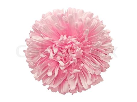 I hope this pink and white background designs collection will bring you more creativity and incentive for further development. Delicate light pink asters flower isolated on the white ...