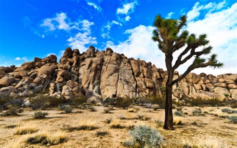 Joshua Tree National Park Full Hd Wallpaper And Background Image
