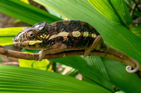 10 Facts About Chameleons