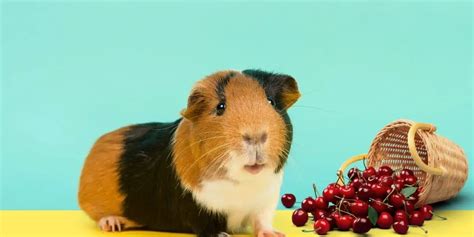 Can Guinea Pigs Eat Cherries Hazard Concerns Hutch And Cage