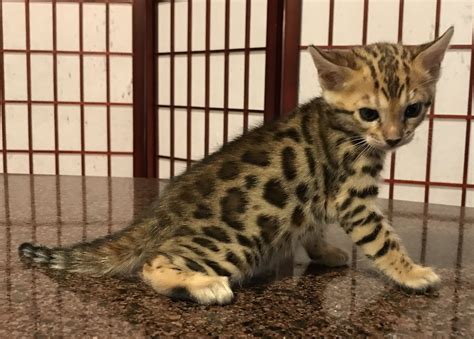 This Brown Spotted Male Bengal Kitten With Rosettes Is Adore Cats Marco