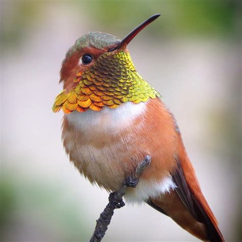 Top 10 Birds In California Audubon California