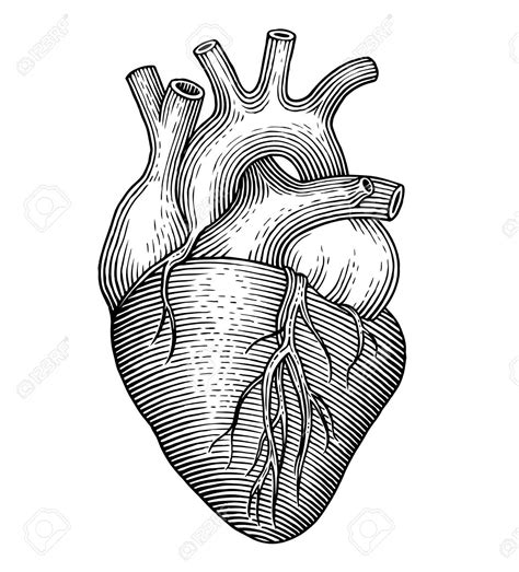 Corazón Humano Xilografía Anatomy Art Heart Drawing Human Heart