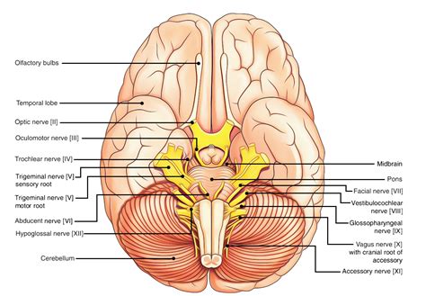 the 12 pairs of cranial nerves earth s lab