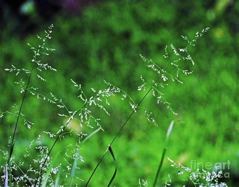 Grasses 2 Photograph By Lizi Beard Ward