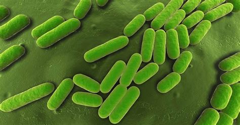 Controlling Plant Pathogens With The Biofungicide Bacillus Subtilis