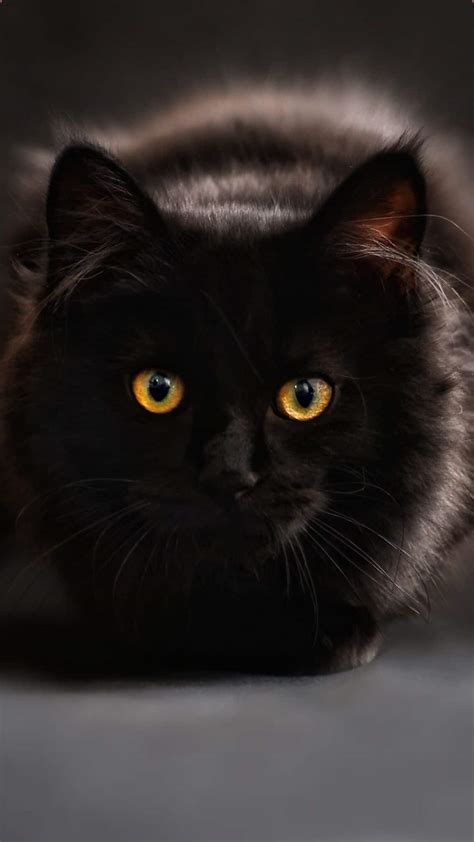 Black Cat With Golden Eyes Wallpapers Wallpaper Cave