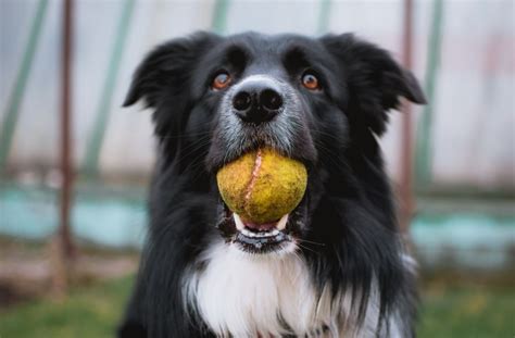 Why Do Dogs Love Tennis Balls Pethelpful
