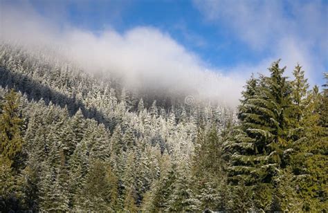 Winter Forest Stock Image Image Of Blue Landscape Trees 4098485