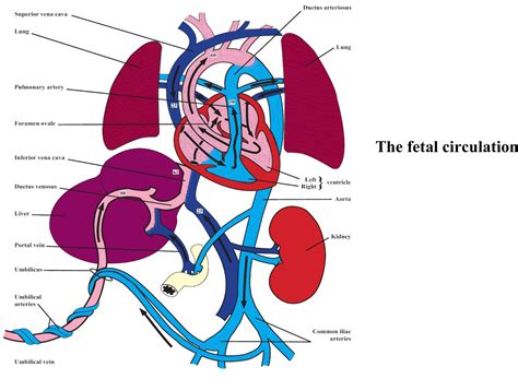 Fetal Circulation Pathway