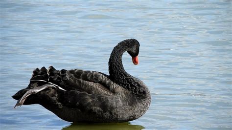 Watch black swan on 123movies: コクチョウ Black Swan (4K-Movie) - YouTube