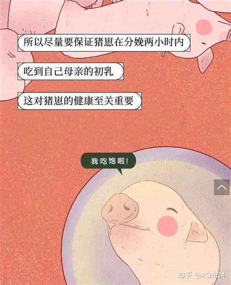 母猪的产后护理 知乎