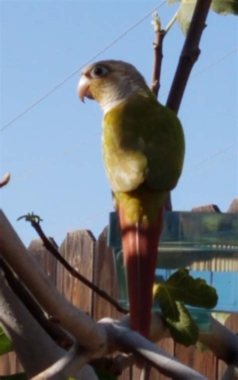 Find puppies for adoption in your area. LOST MY CONURE Pets from Fresno California @ Adpost.com Classifieds > USA > #520960 LOST MY ...