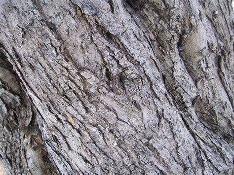 Olive Tree Bark Free Stock Photo Public Domain Pictures