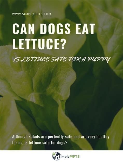 Can Dogs Eat Lettuce Is Lettuce Safe For A Puppy