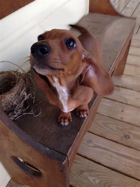 Dachshund. Miniature dachshund. Dachshund puppy. #dachshundpuppies | Miniature dachshund ...