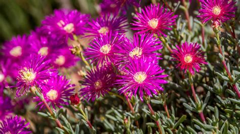 Drought Tolerant Front Yard Lanscaping Sunset Magazine