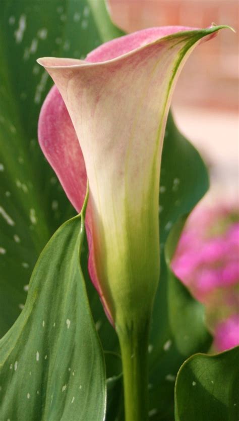 These lilies may grow to be as tall as 5' feet. How to Grow Calla Lily Flowers from Seed | HubPages