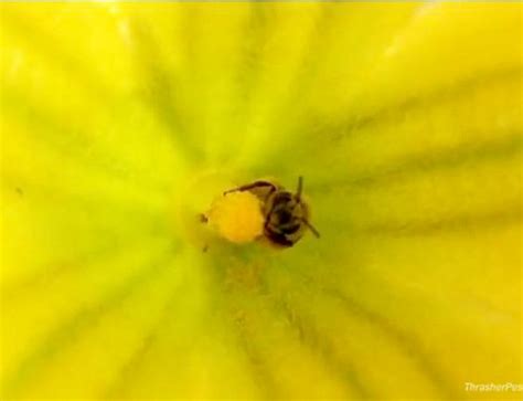 We control all manner of household pests. Golden Snitch of the Bee World: Male Valley Carpenter Bees ...
