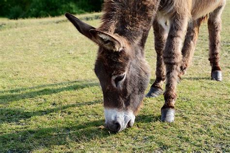 Key Concepts For Managing Donkey Feet The Horse