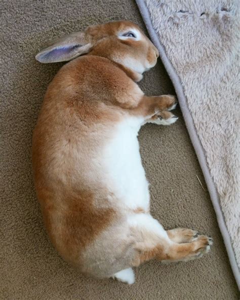 Sleepy 😴 Bunny 🐰 Super Cute Animals Like Animals Animals And Pets