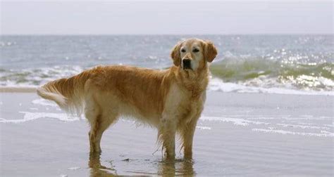 An Intro To Caring For Your Golden Retriever