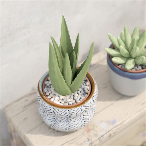 Aloe vera dermal wound gel is associated with a delay in wound healing. Aloe Vera Potted Cactus Plant 3D Model OBJ FBX MA MB ...